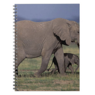 Caderno Espiral África, Quênia, Parque Nacional de Amboseli. Afric