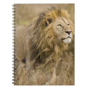 Caderno Espiral África. Tanzânia. Leão macho em Ngorongoro