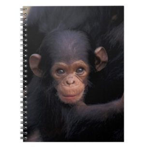 Caderno Espiral África, Tanzânia, Parque Nacional Gombe