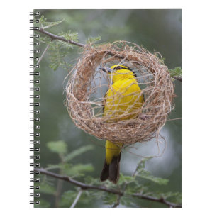 Caderno Espiral África. Tanzânia. Tecelão-de-pescoço-preto fêmea
