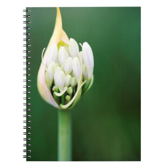 Caderno Espiral African Lily, Agapanthus Praecox, Cidade do Cabo (Frente)