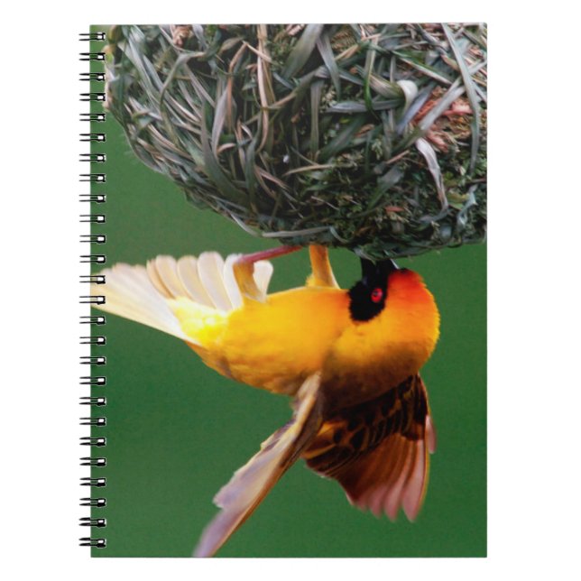 Caderno Espiral Africano Mascarado-Weaver (Ploceus Velatus) (Frente)