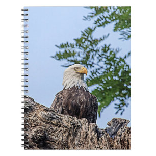 Caderno Espiral Águia careca em um galho de árvore