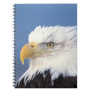 Caderno Espiral águia-careca, Haliaeetus leuccocephalus,