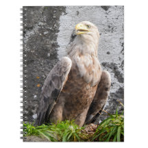 Águia Majestosa de Cauda BrancaAve de Rapina Selva