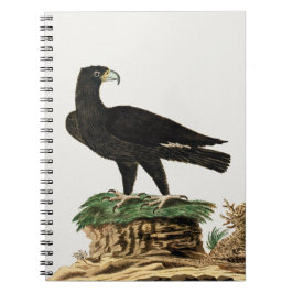 Caderno Espiral Águia Negra de Verreaux | Ilustração de aves selva