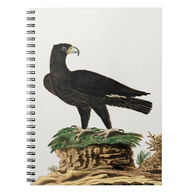 Caderno Espiral Águia Negra de Verreaux | Ilustração de aves selva (Frente)