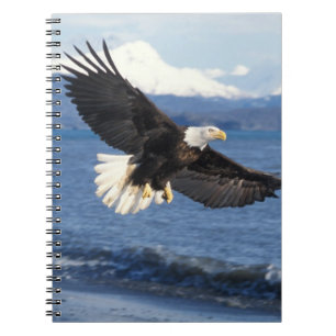 Caderno Espiral águia-pescadora, Haliaeetus leuccocephalus, em voo