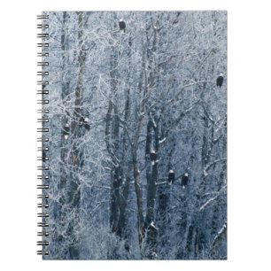 Caderno Espiral Águias-americanas