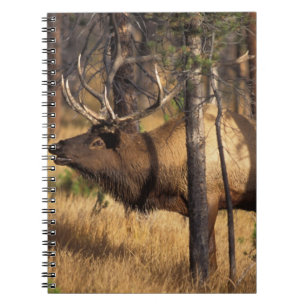 Caderno Espiral alce, Cervus elaphus, touro bugles em uma área que