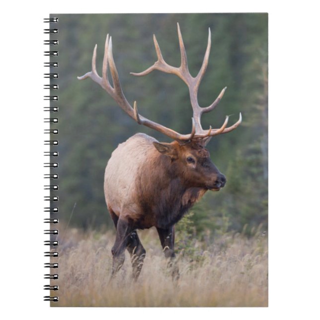 Caderno Espiral Alce das Montanhas Rochosas (Frente)
