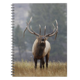 Caderno Espiral Alce macho bramando, Yellowstone NP, Wyoming 2