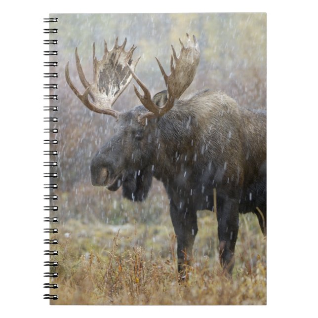 Caderno Espiral Alce macho em tempestade de neve com árvores de ál (Frente)