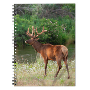 Caderno Espiral Alce macho na National Bison Range, Montana 2