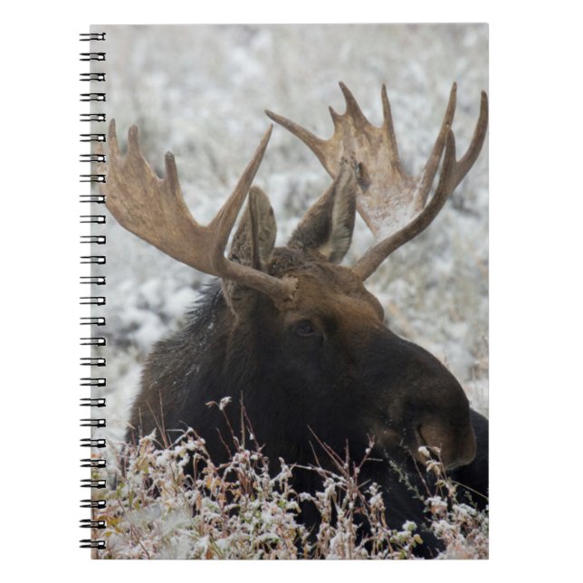 Caderno Espiral alce-touro de Shiras (Frente)