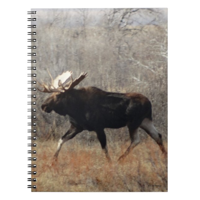 Caderno Espiral Alce Touro M10 (Frente)