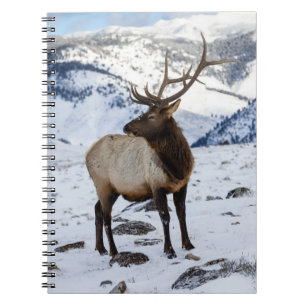 Caderno Espiral Alce Touro Solitário na Neve Parque Nacional de