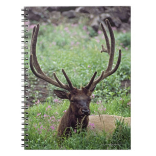 Caderno Espiral Alces de Bull que descansam no prado alpino com