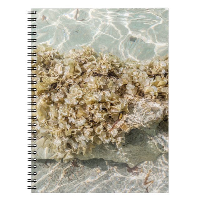Caderno Espiral Algas Spiral Photo Notebook (Frente)