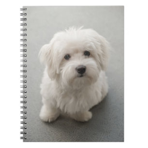 Caderno Espiral Algodão de Tulear Filhote de cachorro de Maisie