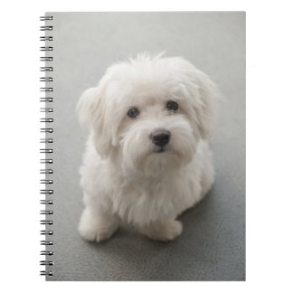 Caderno Espiral Algodão de Tulear Filhote de cachorro de Maisie
