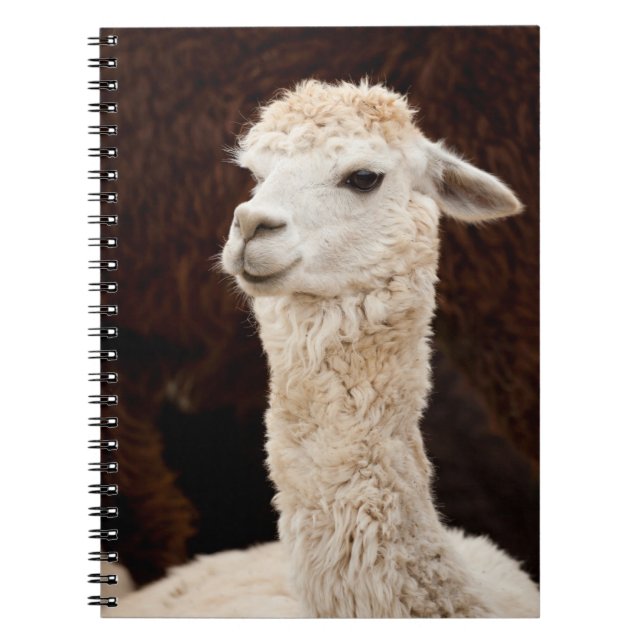 Caderno Espiral Alpaca (Frente)