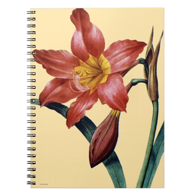 Caderno Espiral Amaryllis (Frente)