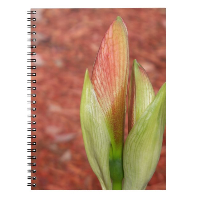 Caderno Espiral Amaryllis Apple Flor Bud (Frente)