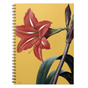 Caderno Espiral Amaryllis listrado