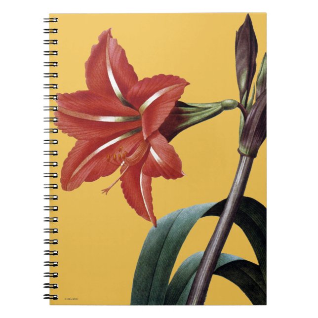 Caderno Espiral Amaryllis listrado (Frente)