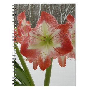 Caderno Espiral Amaryllis no Feriado Vermelho de Neve Floral de in