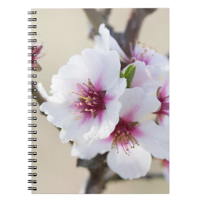 Caderno Espiral Amêndoa florescendo (Frente)