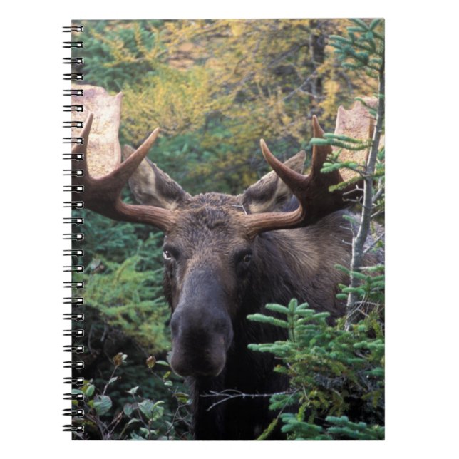 Caderno Espiral América do Norte, Canadá, Nova Escócia, Cabo Bretã (Frente)