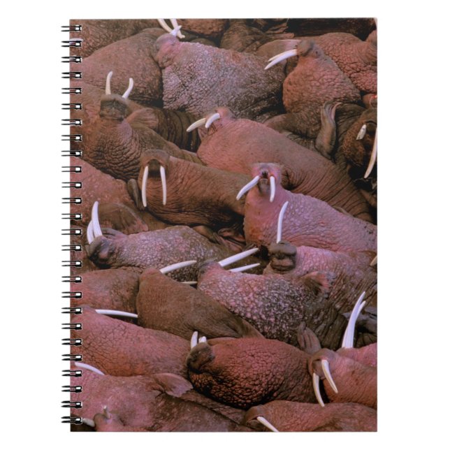 Caderno Espiral América do Norte, EUA, Alasca, Delta do Yukon (Frente)