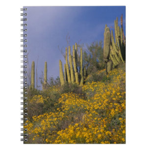 Caderno Espiral América do Norte, EUA, Arizona, Organ Pipe Cactus