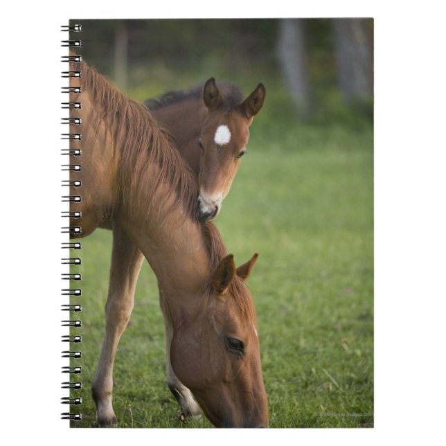 Caderno Espiral American Quarter Horis e Colt no campo (Frente)