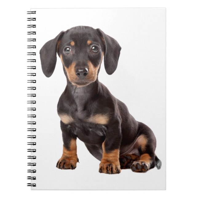Caderno Espiral Amor, Dachshund, Puppy, Black & Tan Dog (Frente)