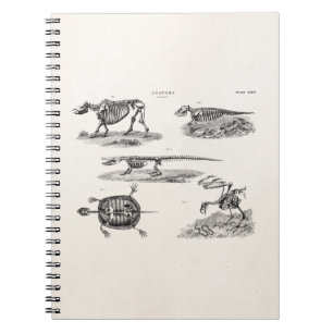 Caderno Espiral Anatomia antiga dos esqueletos animais dos 1800s