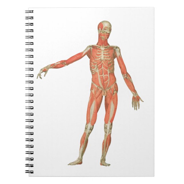 Caderno Espiral anatomia do corpo humano (Frente)