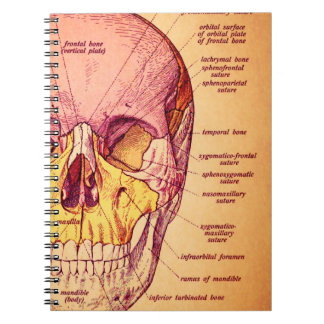 Caderno Espiral Anatomia do crânio