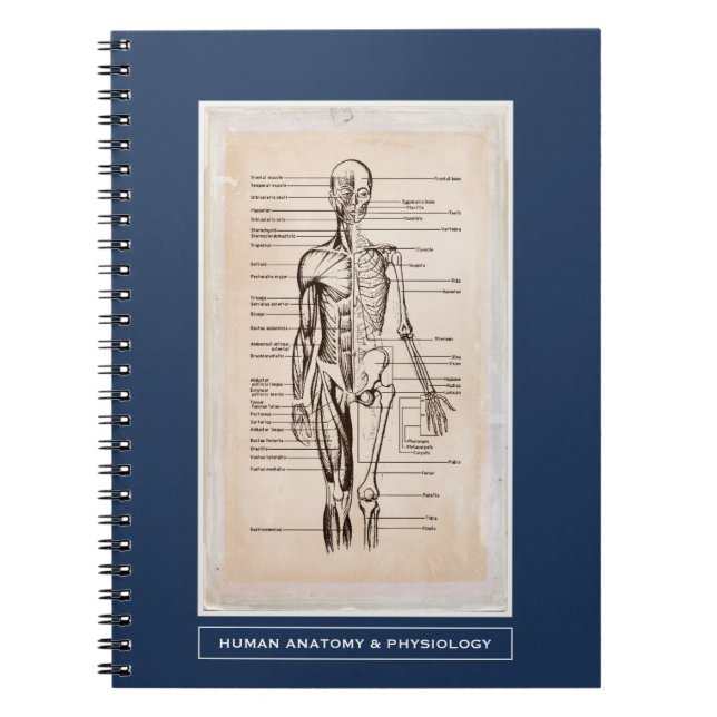 Caderno Espiral Anatomia & fisiologia humanas personalizadas (Frente)