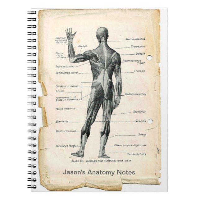 Caderno Espiral Anatomia posterior (Frente)