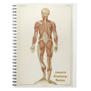 Caderno Espiral Anatomia posterior