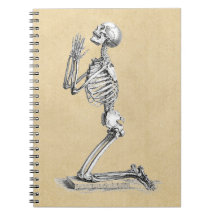 Anatomy Skeleton Illustration