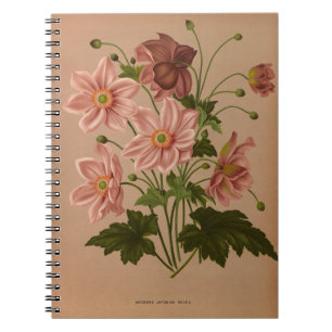 Caderno Espiral Anemone Japonica Rosea Exquisite Vintage Botânica