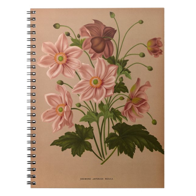 Caderno Espiral Anemone Japonica Rosea Exquisite Vintage Botânica (Frente)