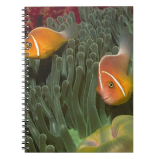 Caderno Espiral Anemonefish cor-de-rosa na anêmona de mar de