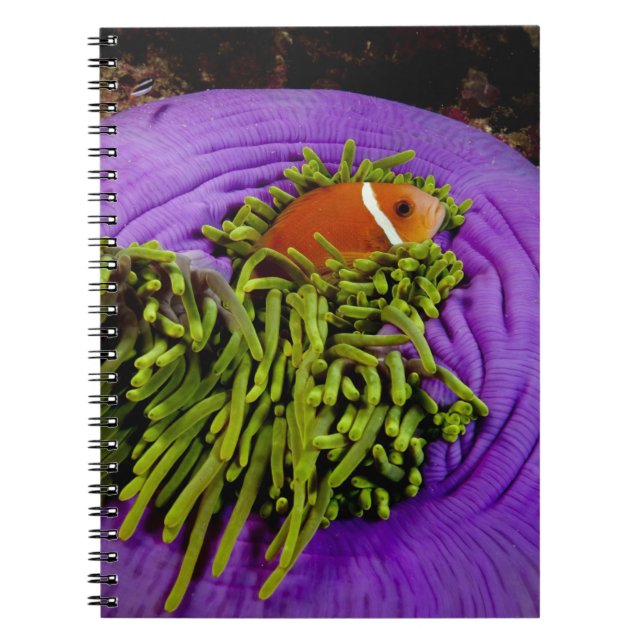 Caderno Espiral Anemonefish e grande anêmona (Frente)