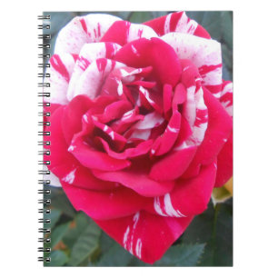 Caderno Espiral Anicia