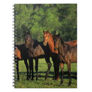 Caderno Espiral Animais de um ano do puro-sangue